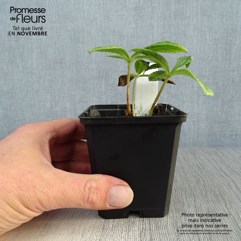 Spécimen de Rodgersia pinnata Chocolate Wings Godet de 8/9 cm tel que livré en automne