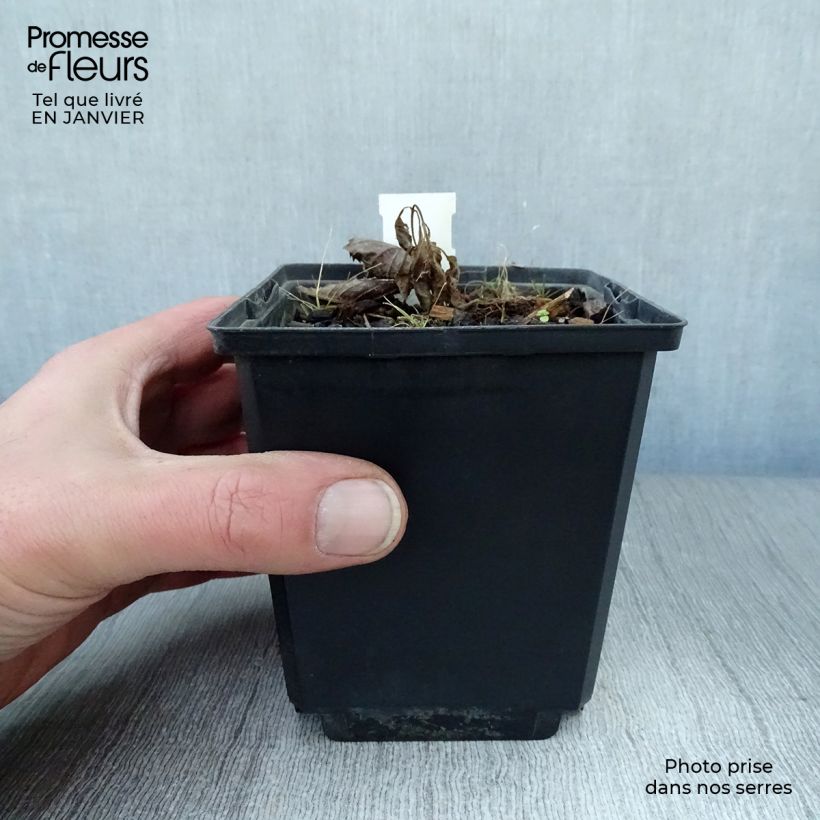 Spécimen de Rodgersia pinnata Elegans Godet de 8/9 cm tel que livré en hiver