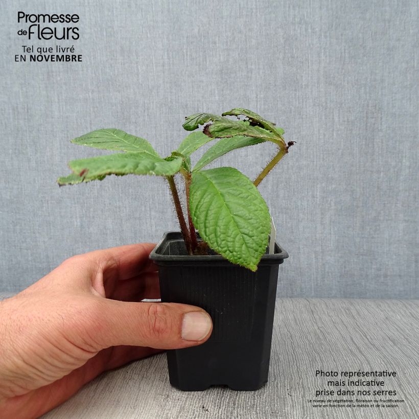 Spécimen de Rodgersia pinnata Godet de 8/9 cm tel que livré en automne