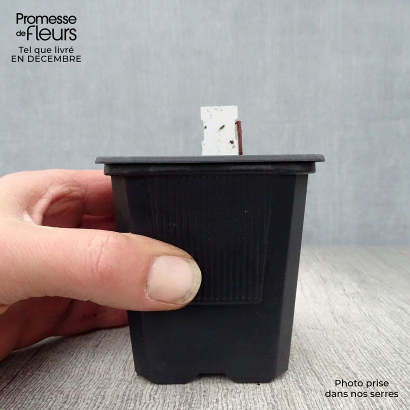 Spécimen de Rodgersia pinnata Godet de 8/9 cm tel que livré en hiver