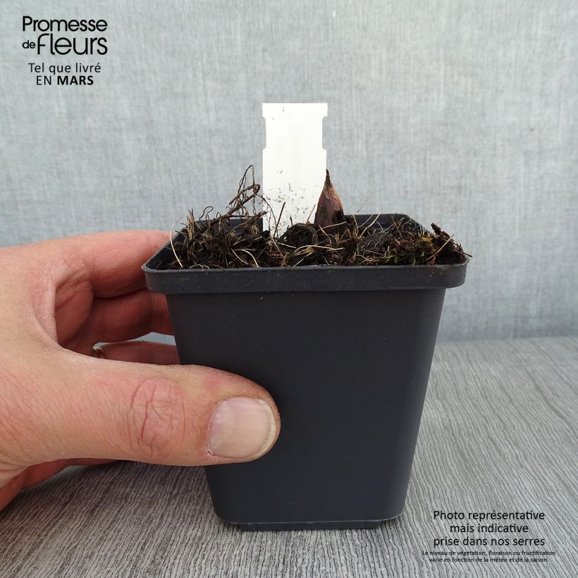 Spécimen de Rodgersia podophylla Godet de 8/9 cm tel que livré en hiver