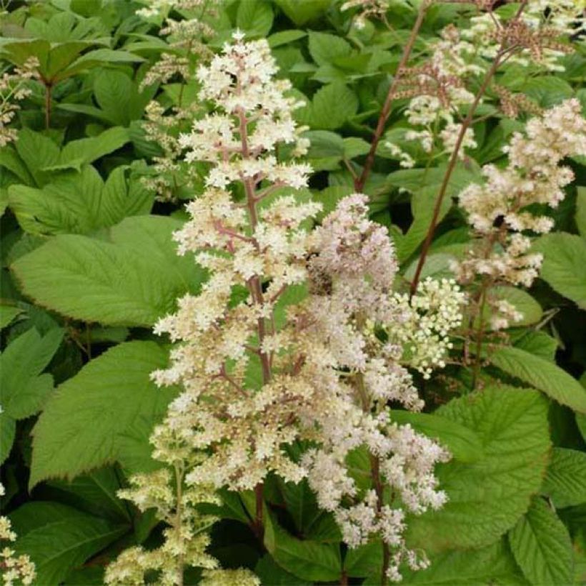Rodgersia sambucifolia (Floração)