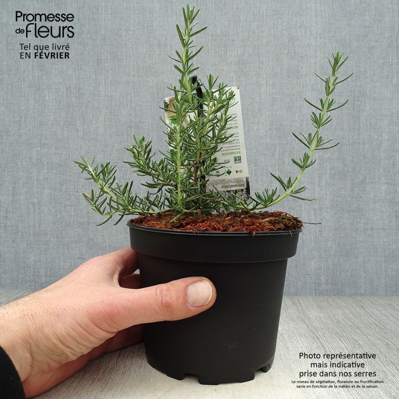 Spécimen de Romarin - Rosmarinus officinalis Majorca Pink  Pot de 1,5L/2L tel que livré en hiver