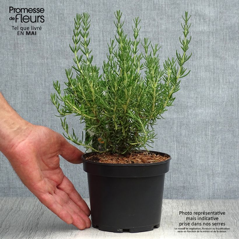 Spécimen de Romarin - Rosmarinus officinalis Majorca Pink  Pot de 1,5L/2L tel que livré au printemps