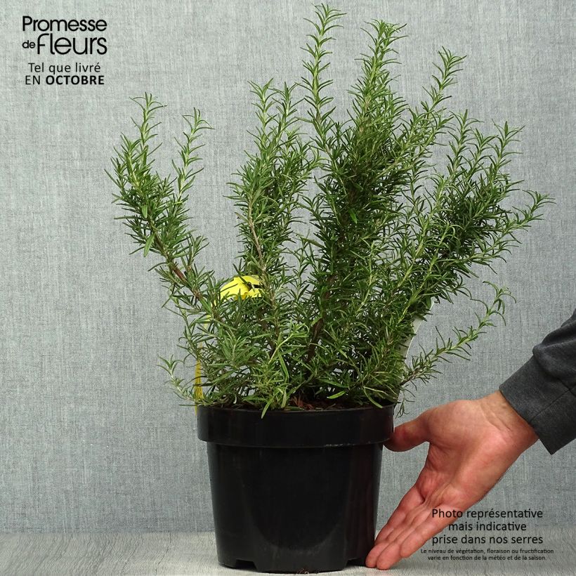 Spécimen de Romarin - Rosmarinus officinalis Tuscan Blue Pot de 3L/4L tel que livré en automne