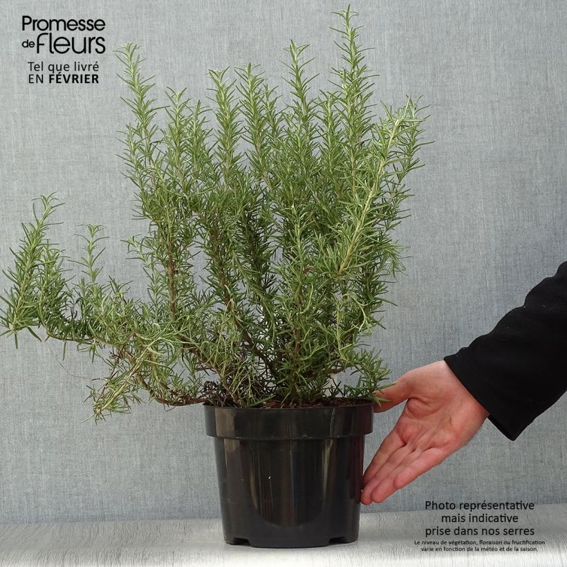 Spécimen de Romarin - Rosmarinus officinalis Tuscan Blue Pot de 3L/4L tel que livré en hiver