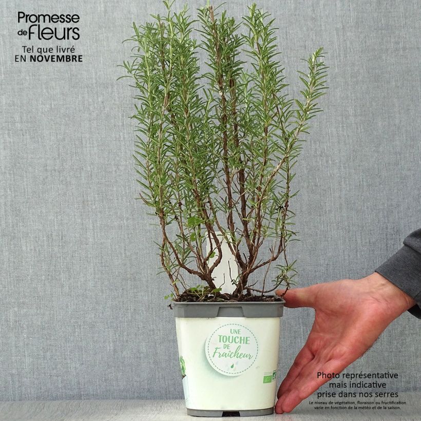 Spécimen de Romarin officinal Bio - Rosmarinus officinalis en plants Bio Pot de 1L/1,5L tel que livré en automne