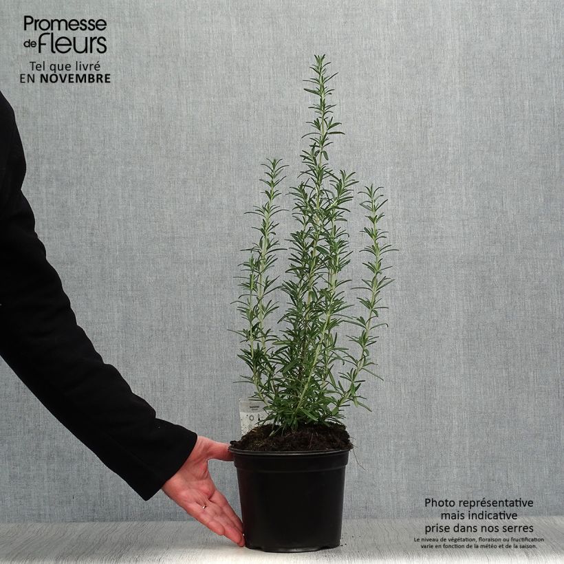 Spécimen de Romarin officinal - Rosmarinus officinalis Pot de 1L/1,5L tel que livré en automne