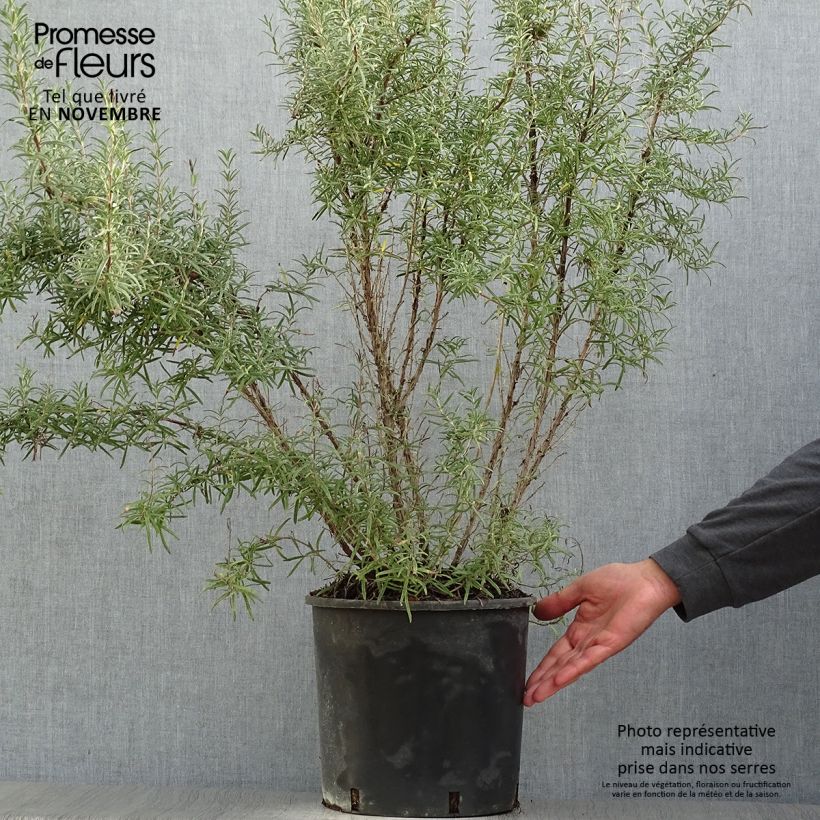 Spécimen de Romarin officinal - Rosmarinus officinalis Pot de 7,5L/10L tel que livré en automne