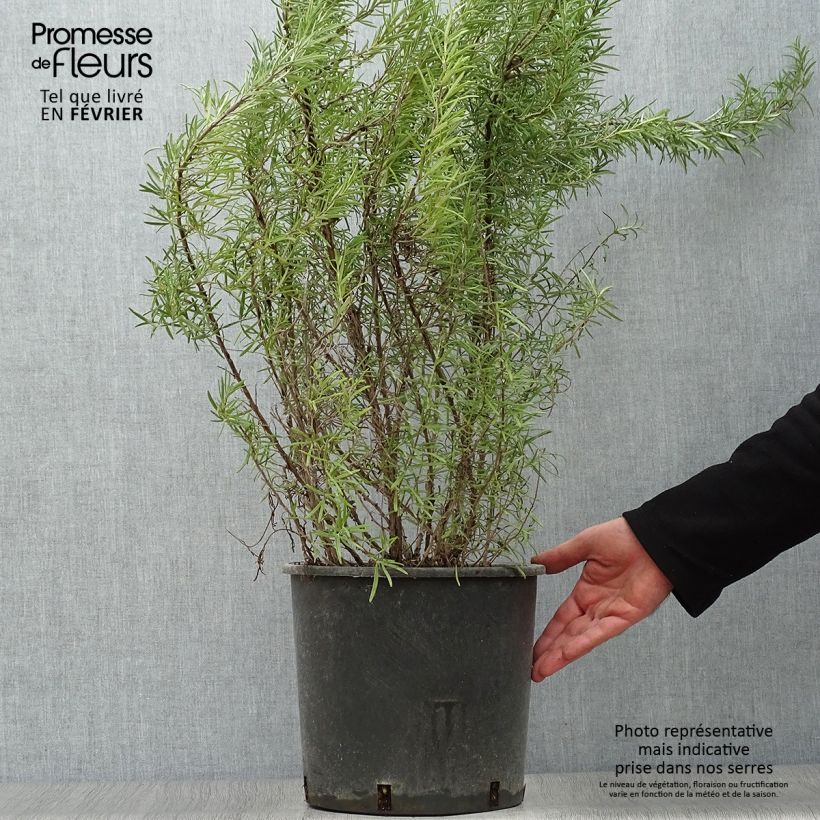 Spécimen de Romarin officinal - Rosmarinus officinalis Pot de 7,5L/10L tel que livré en hiver