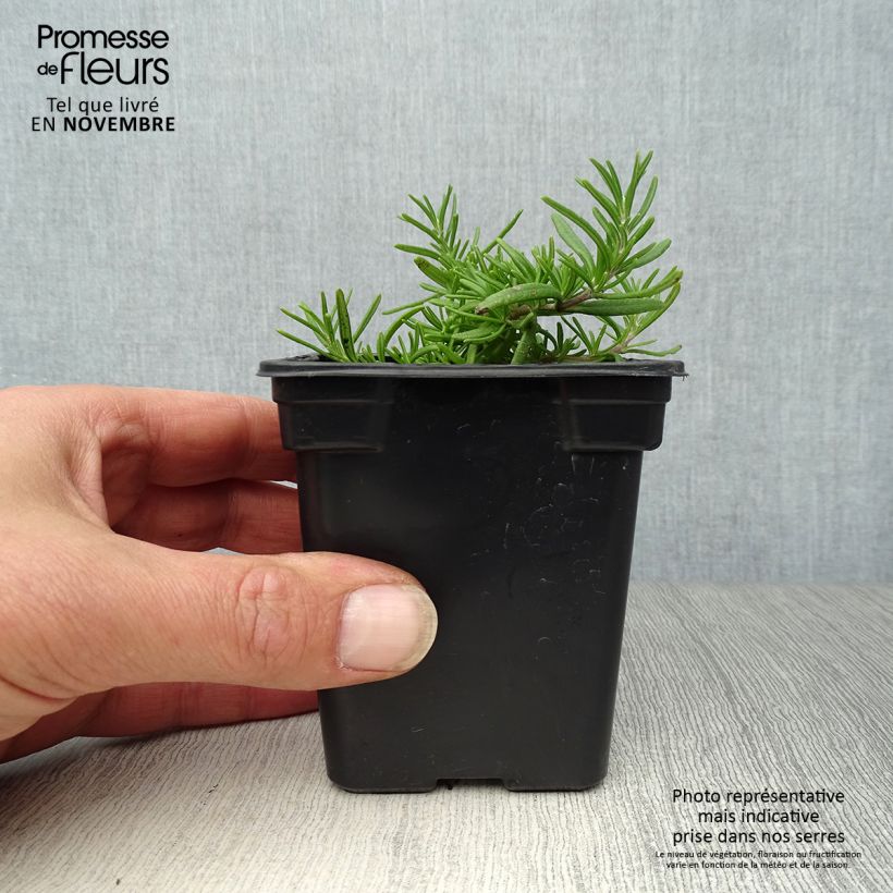 Spécimen de Romarin rampant - Rosmarinus officinalis Prostratus Godet de 7/8 cm tel que livré en automne