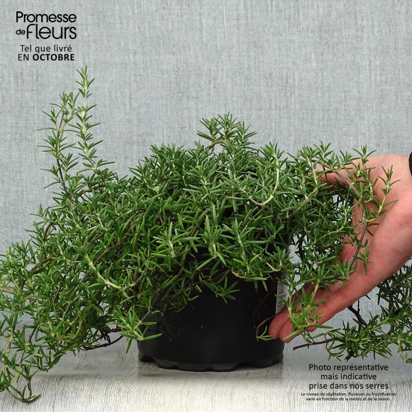 Spécimen de Romarin rampant - Rosmarinus officinalis Prostratus Pot de 1L/1,5L tel que livré en automne