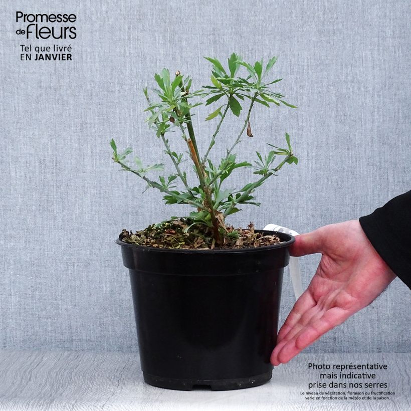 Spécimen de Romneya coulteri - Pavot en arbre Pot de 2L/3L tel que livré en hiver