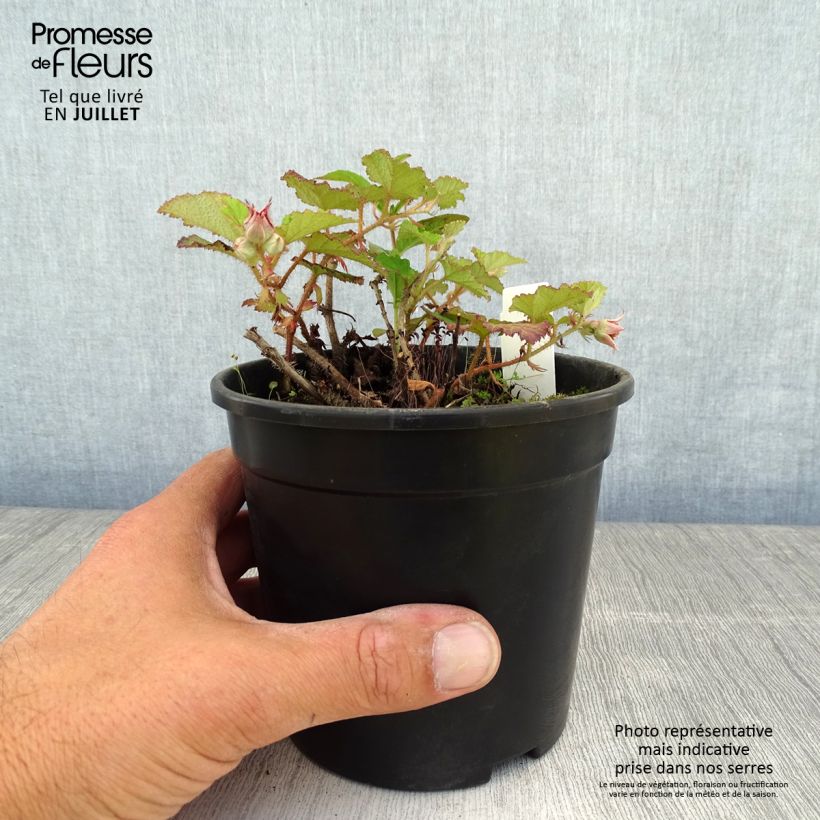 Spécimen de Ronce Betty Ashburner - Rubus tricolor Pot de 1,5L/2L tel que livré en été