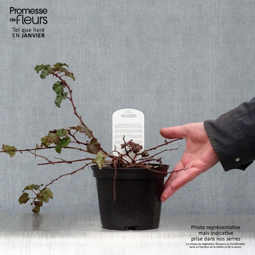 Spécimen de Ronce Betty Ashburner - Rubus tricolor Pot de 1,5L/2L tel que livré en hiver