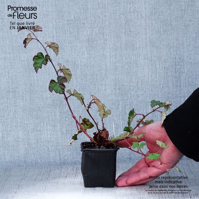 Spécimen de Ronce Betty Ashburner - Rubus tricolor Godet de 8/9 cm tel que livré en hiver