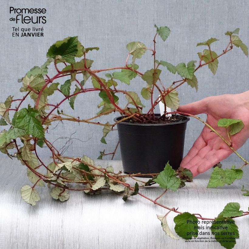 Spécimen de Ronce tricolor - Rubus tricolor Pot de 1L/1,5L tel que livré en hiver