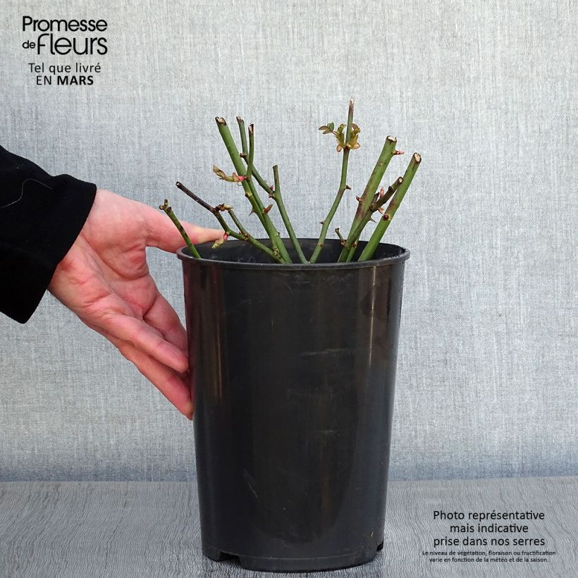 Spécimen de Rosa Golden Border - Rosier à fleurs groupées Pot de 3L/4L tel que livré en hiver