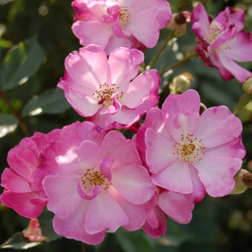 Rosier arbustif Lavender Dream (Floraison)