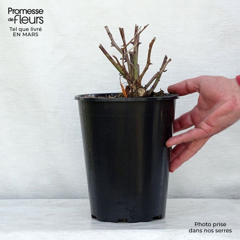 Spécimen de Rosa Louis Blériot - Rosier paysager Pot de 4L/5L tel que livré en hiver