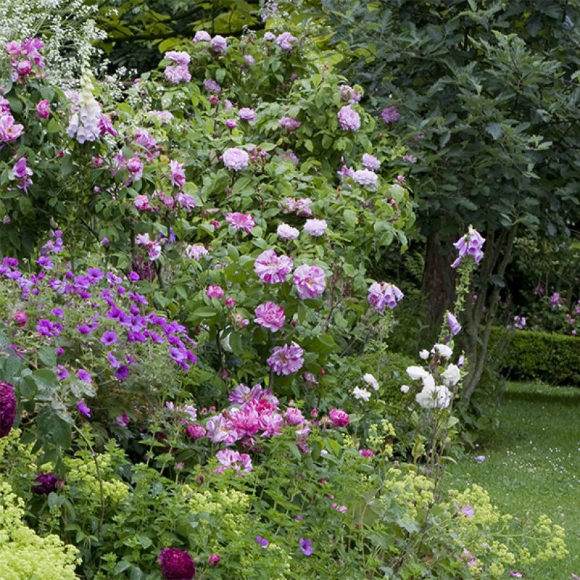Rosier ancien gallica Versicolor (Port)