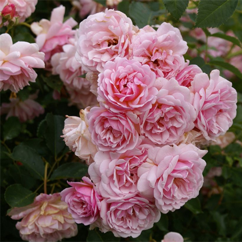 Rosier ancien Felicia (Floraison)