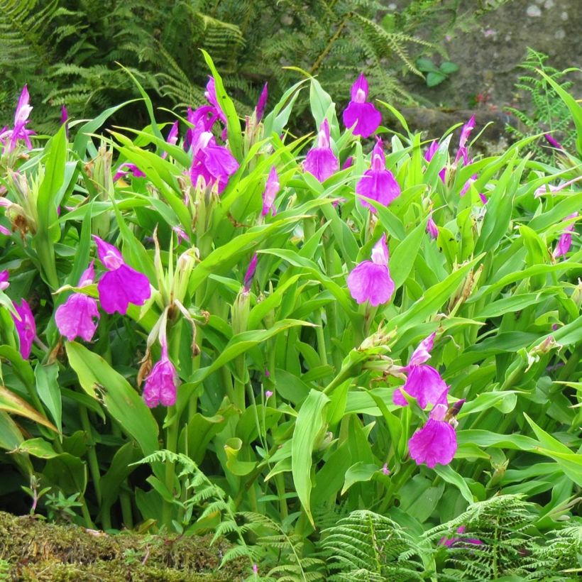 Roscoea purpurea (Port)