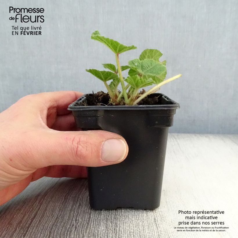 Spécimen de Rose Trémière - Alcea rosea Chater's Double rouge Godet de 7/8 cm tel que livré en hiver