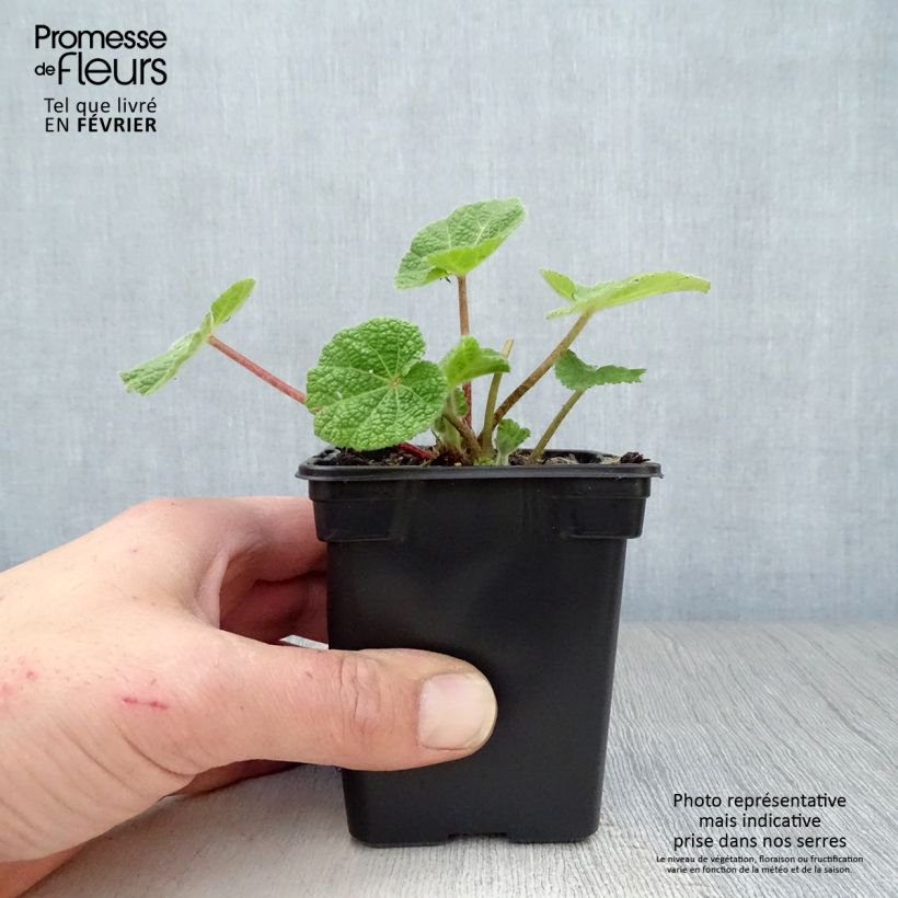 Spécimen de Rose Trémière noire, Alcea rosea Nigra Godet de 7/8 cm tel que livré en hiver