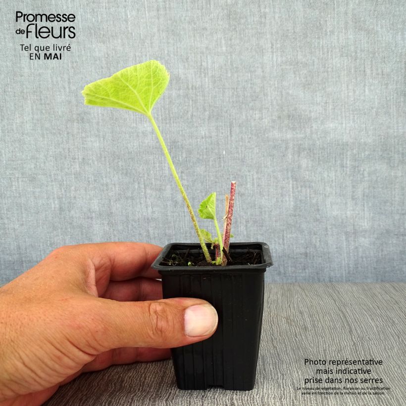 Spécimen de Rose Trémière noire, Alcea rosea Nigra Godet de 7/8 cm tel que livré au printemps