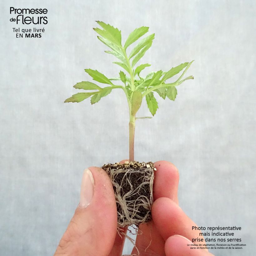 Spécimen de Rose d'Inde F1 Vanilla Mini-motte Ø 3/4 cm, Plant vert de 5 à 10 cm de haut tel que livré au printemps