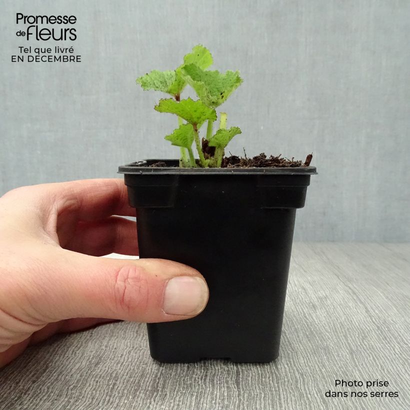 Spécimen de Rose trémière - Alcea rosea Chater's Double Rose Godet de 7/8 cm tel que livré en hiver