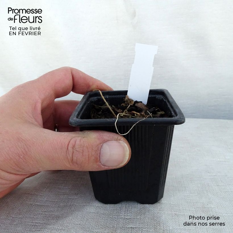 Spécimen de Rose trémière - Alcea rosea Chater's Double pourpre Godet de 8/9 cm tel que livré en hiver