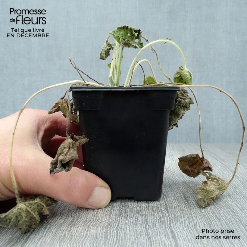 Spécimen de Rose trémière - Alcea rosea Chater's Double saumon Godet de 7/8 cm tel que livré en hiver