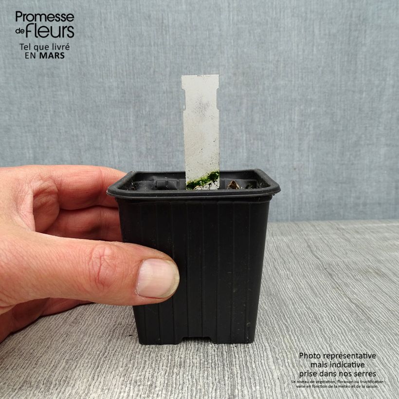 Spécimen de Rose trémière - Alcea rosea Chater's Double Violet Godet de 8/9 cm tel que livré au printemps