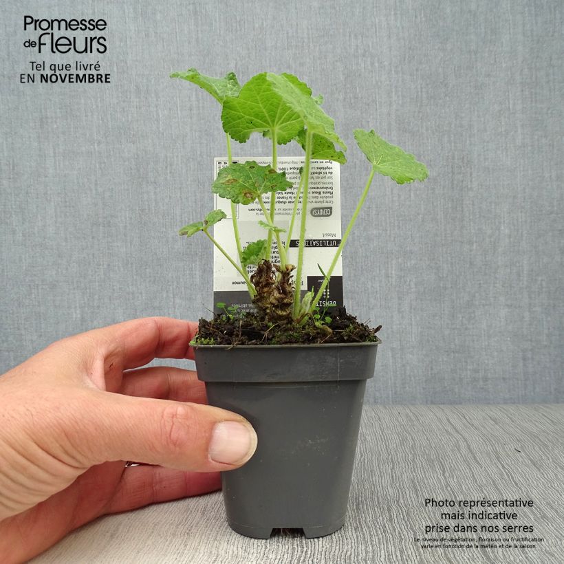 Spécimen de Rose trémière - Alcea rosea Chater's Double saumon Godet de 7/8 cm tel que livré en automne