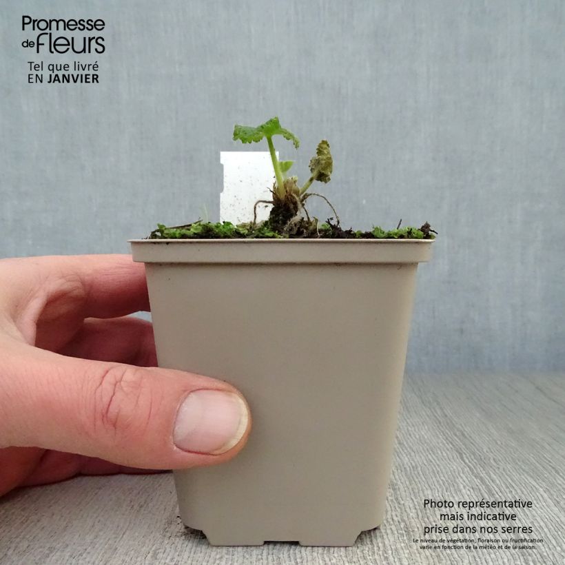 Spécimen de Rose trémière - Alcea rosea Sunshine Godet de 8/9 cm tel que livré en hiver