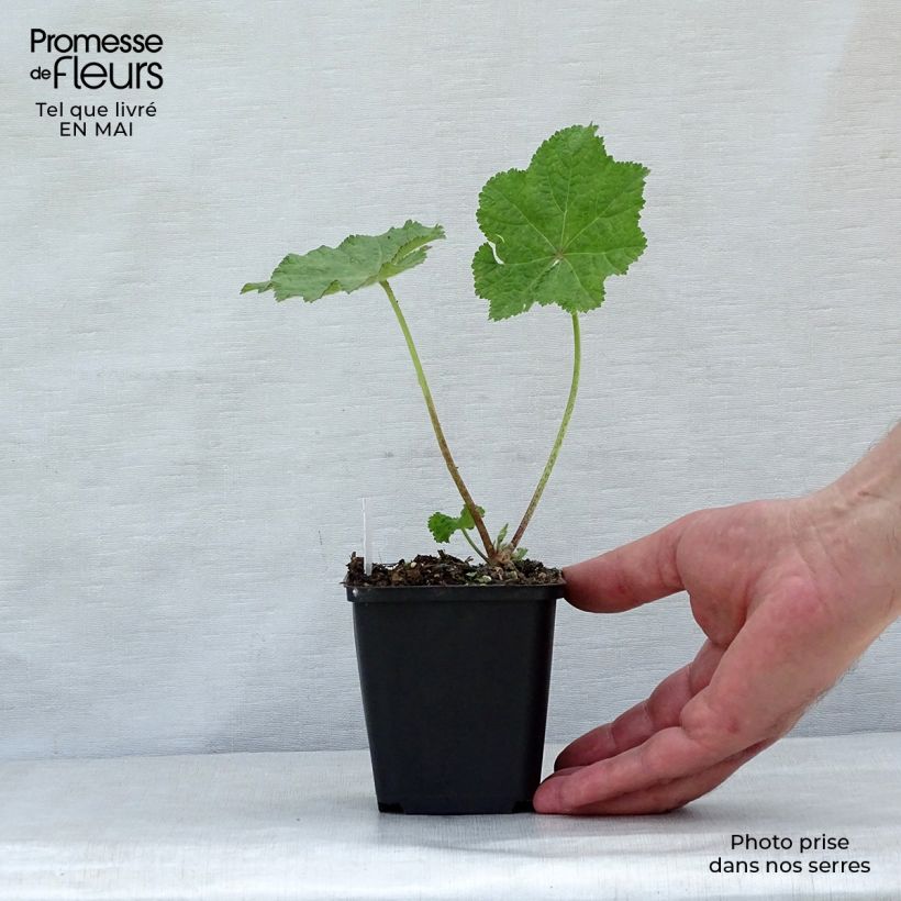 Spécimen de Rose trémière - Alcea rugosa Godet de 8/9 cm tel que livré au printemps