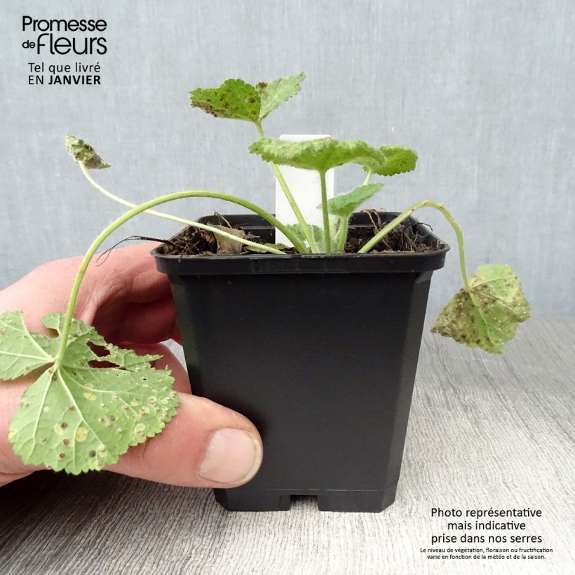 Spécimen de Rose trémière - Alcea rugosa Godet de 8/9 cm tel que livré en hiver