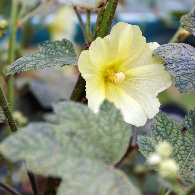 Rose trémière - Alcea rugosa (Floraison)