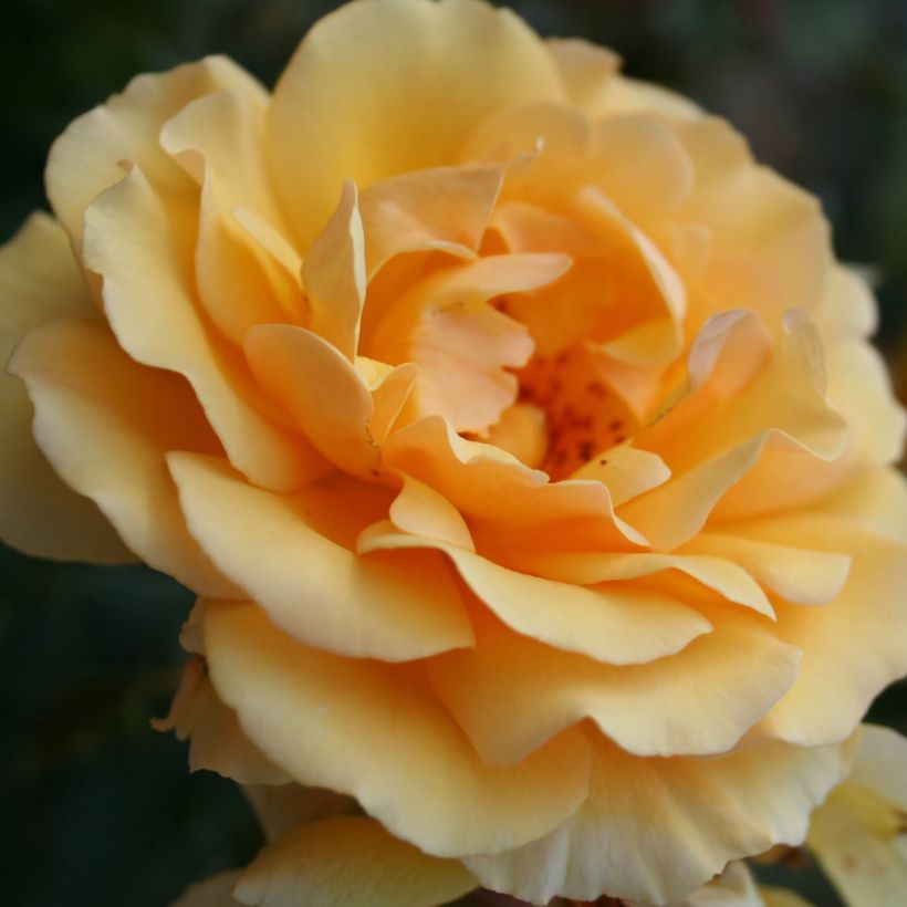 Roseira floribunda Amber Queen (Floração)
