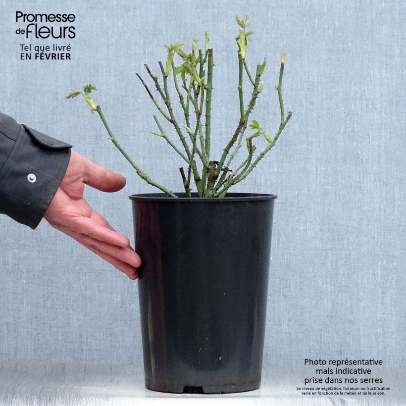 Spécimen de Rosier Baronne Prévost Pot de 4L/5L tel que livré en hiver