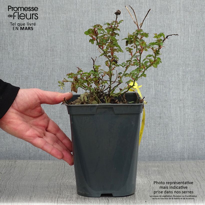 Spécimen de Rosier Bees Paradise Gelb Pot de 3L/4L tel que livré en hiver