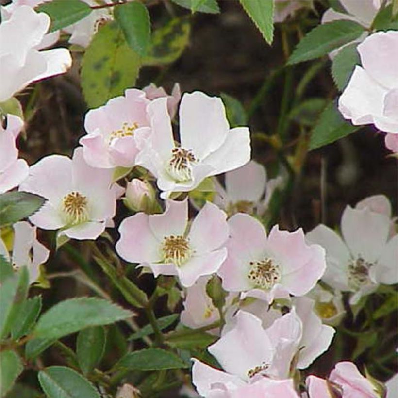 Rosier couvre-sol Nozomi (Floraison)