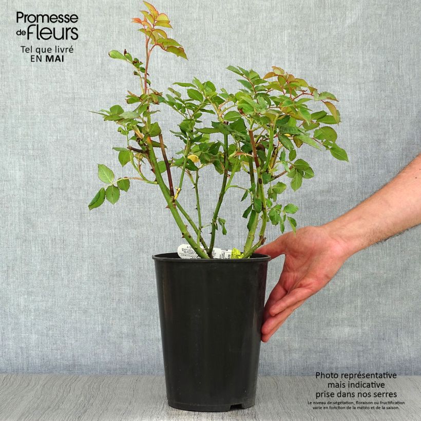 Spécimen de Rosier David Austin A Shropshire Lad Pot de 4L/5L tel que livré au printemps