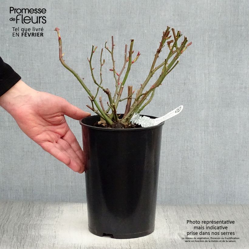 Spécimen de Rosier David Austin Albrighton Rambler  Pot de 4L/5L tel que livré en hiver
