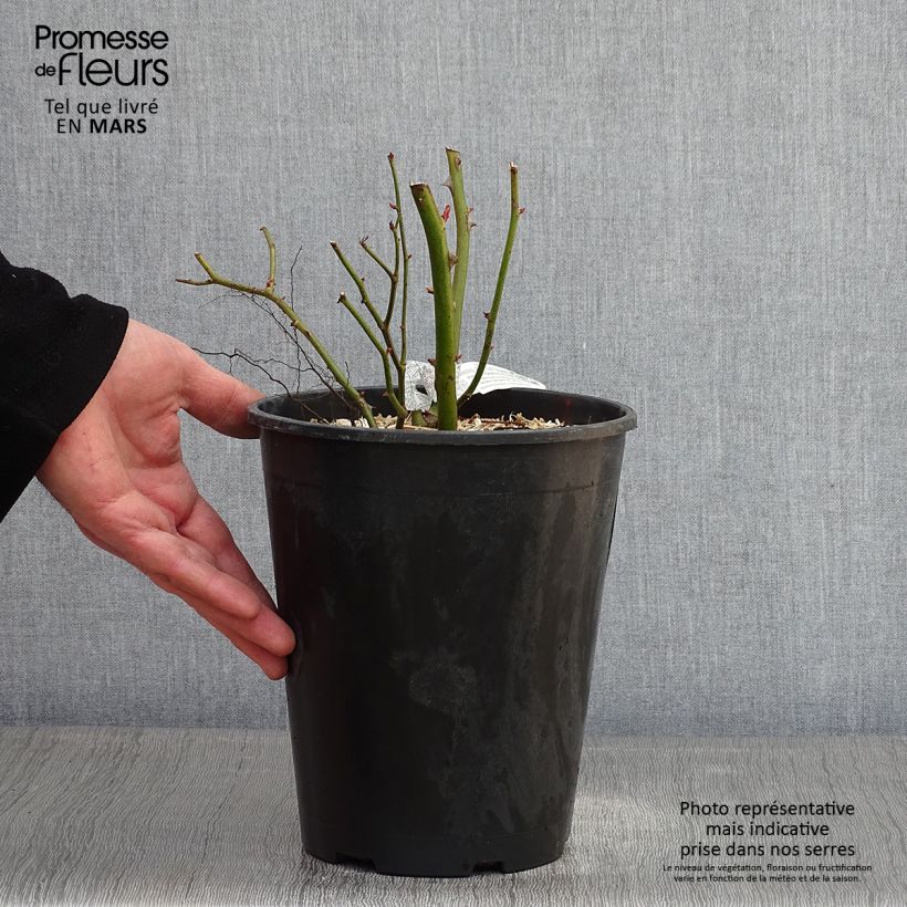 Spécimen de Rosier David Austin Bathsheba  Pot de 4L/5L tel que livré en hiver
