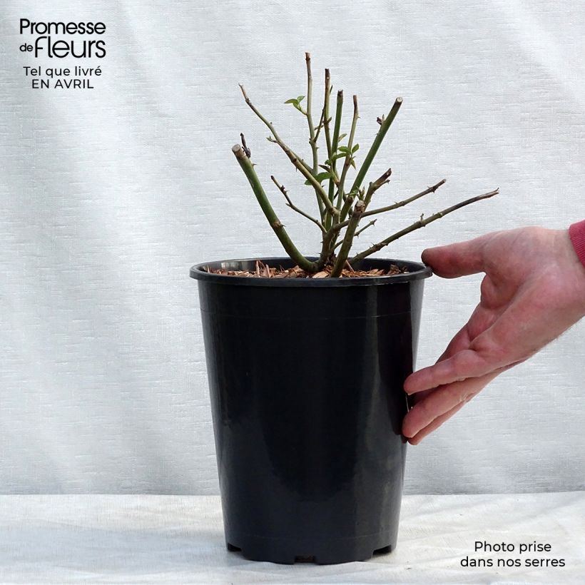 Rosal Claire Austin Maceta 4L/5L Ejemplar entregado en la primavera