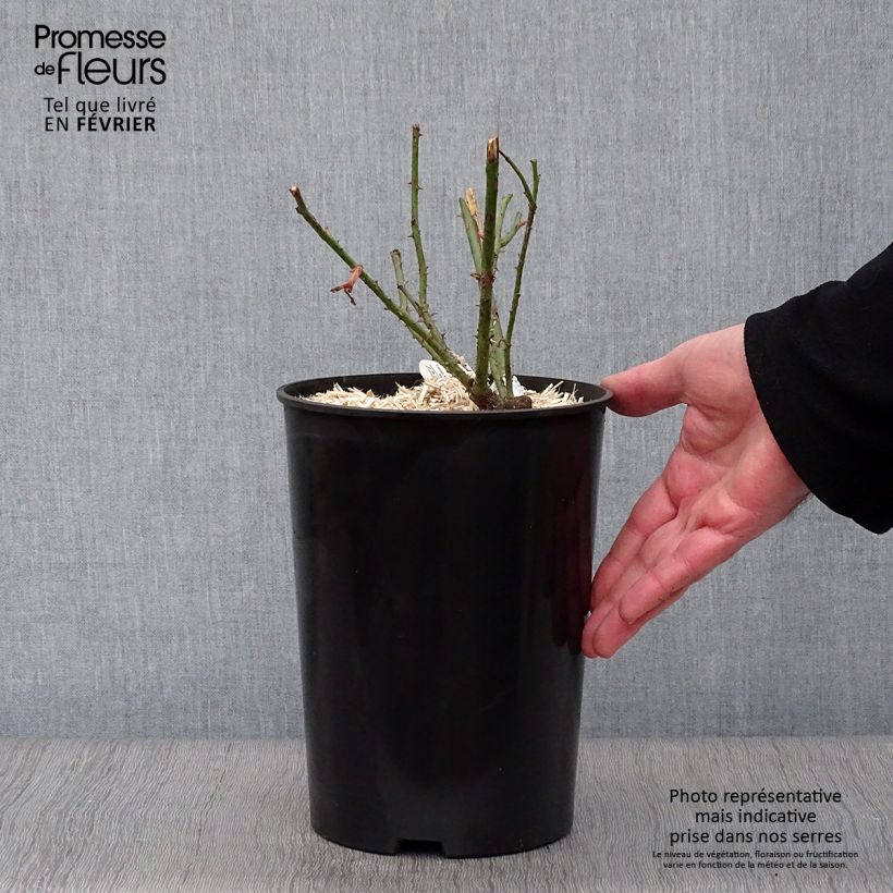 Spécimen de Rosier David Austin Darcey Bussel Pot de 4L/5L tel que livré en hiver