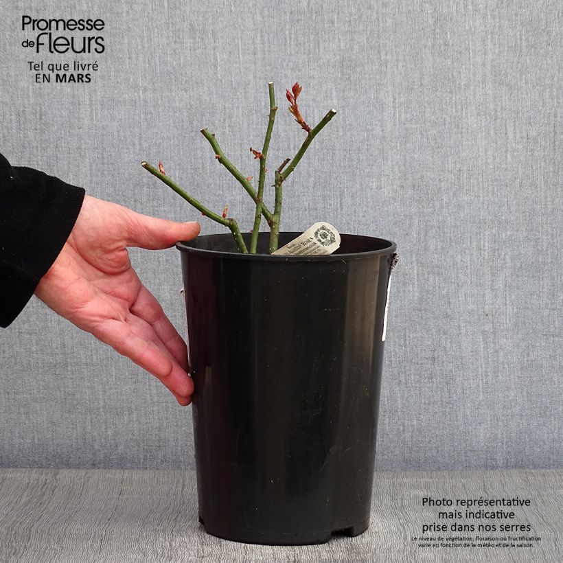 Spécimen de Rosier David Austin Eglantyne  Pot de 4L/5L tel que livré en hiver
